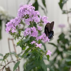 Meet your Posher, Brittany nichole